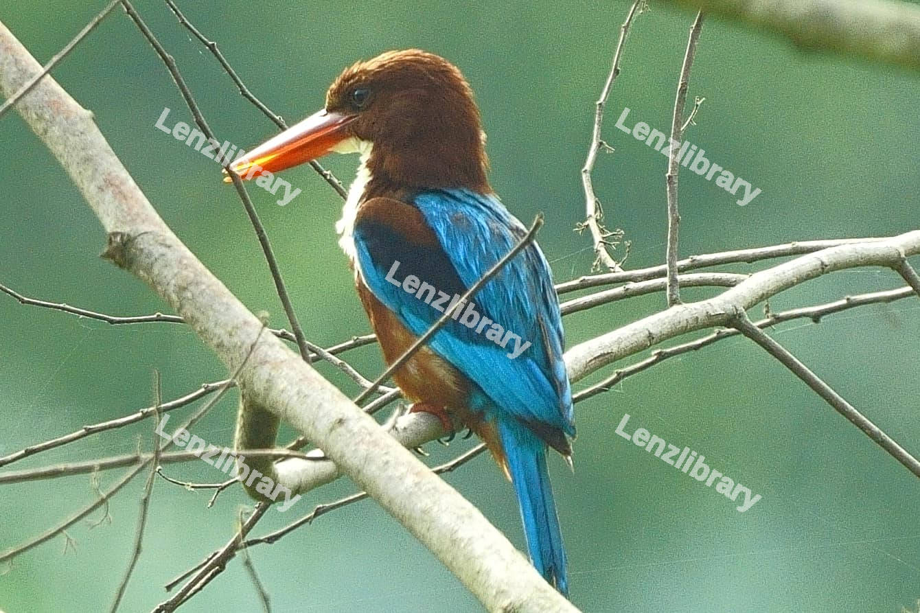 Kingfisher Bird